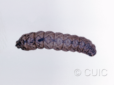 dorsal view of larva Lacinipolia lorea on Taraxacum in USA: NY