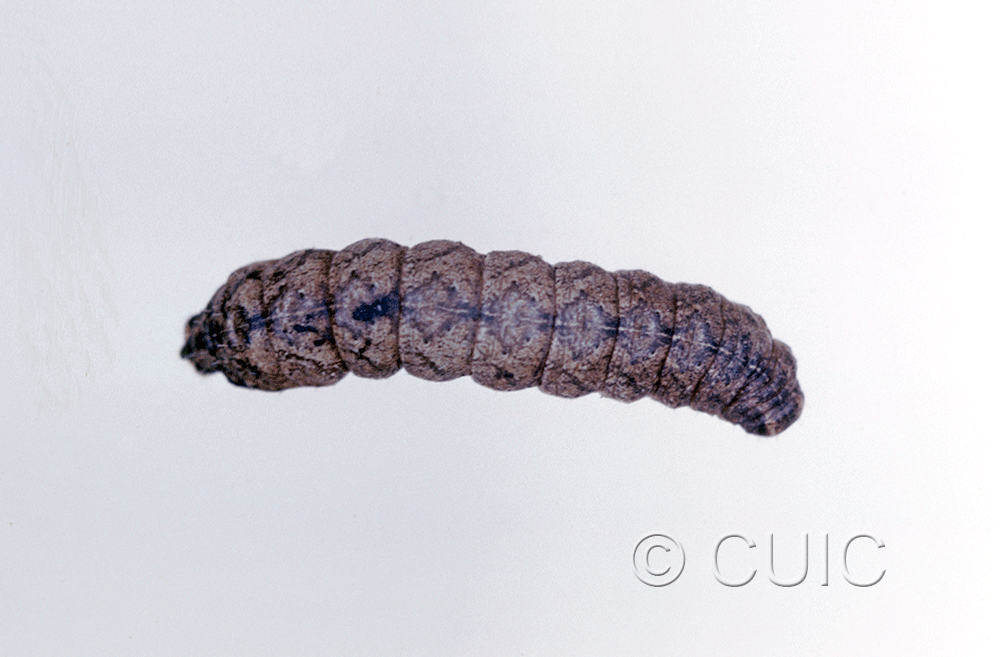 dorsal view of larva Lacinipolia lorea on Taraxacum in USA: NY