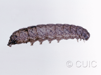 lateral view of larva Lacinipolia lorea on Taraxacum in USA: NY