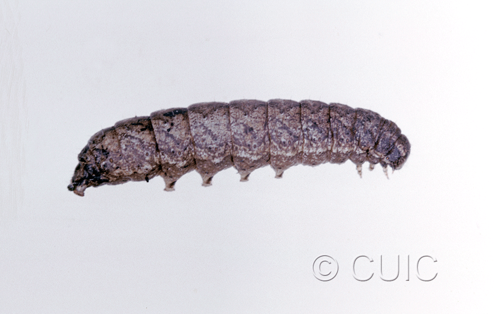 lateral view of larva Lacinipolia lorea on Taraxacum in USA: NY