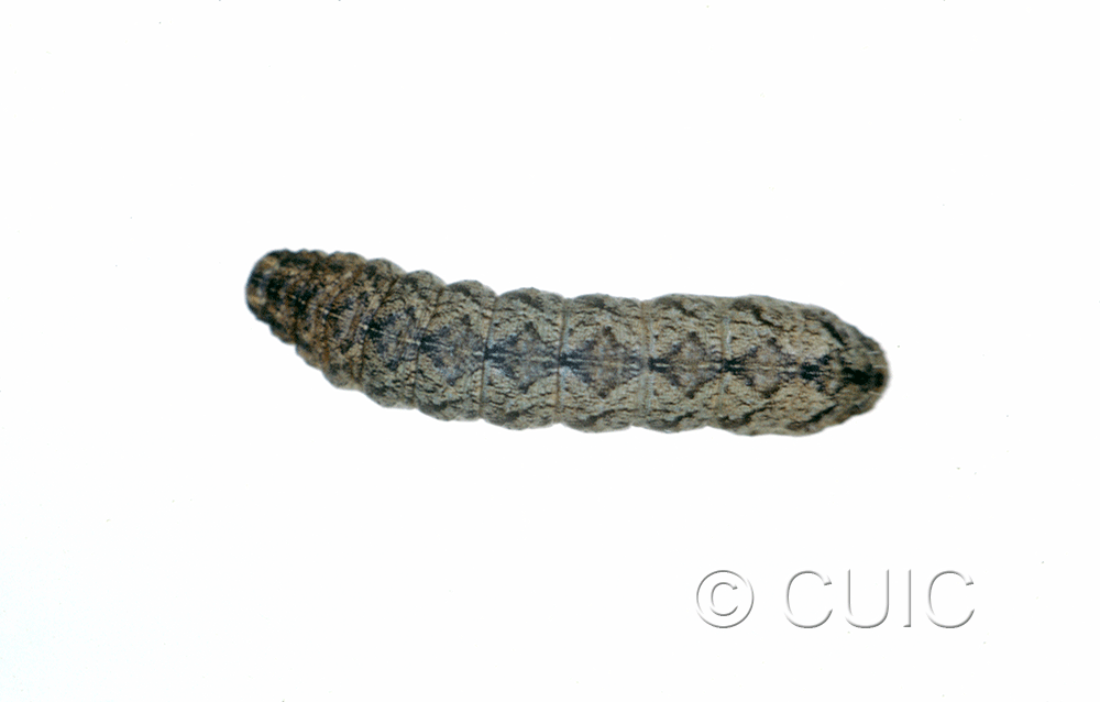 dorsal view of larva Lacinipolia lorea on Taraxacum in USA: MT