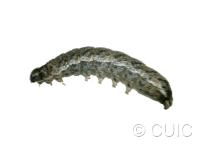 lateral view of larva Lacinipolia lorea on Taraxacum in USA: MT
