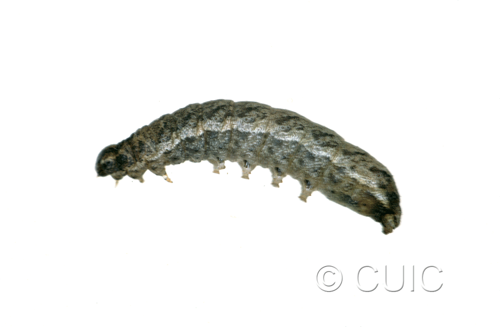 lateral view of larva Lacinipolia lorea on Taraxacum in USA: MT