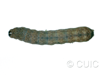 dorsal view of larva Lacinipolia lustralis on Taraxacum in USA: MT