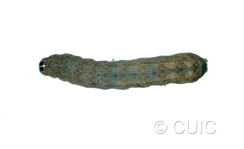 dorsal view of larva Lacinipolia lustralis on Taraxacum in USA: MT