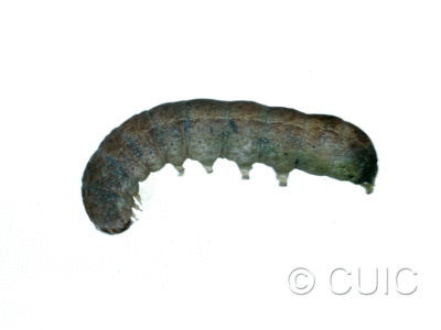 lateral view of larva Lacinipolia lustralis on Taraxacum in USA: MT