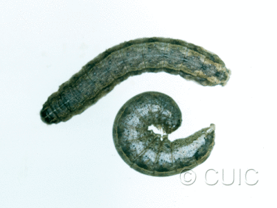 dorsal / lateral view of larva Lacinipolia or Tricholita