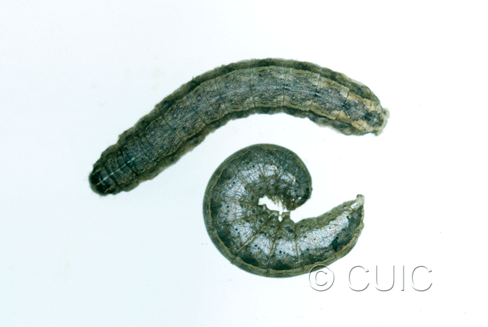 dorsal / lateral view of larva Lacinipolia or Tricholita