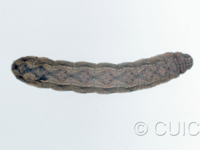 dorsal view of larva Lacinipolia or Tricholita