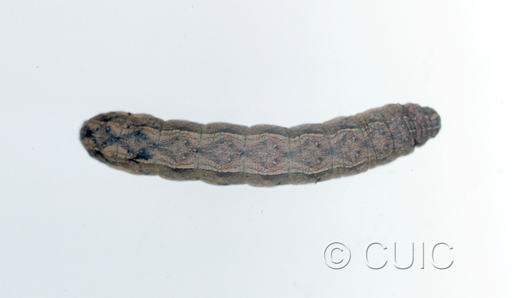 dorsal view of larva Lacinipolia or Tricholita