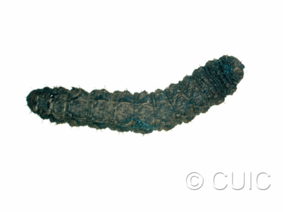 dorsal view of larva Lacinipolia or Tricholita