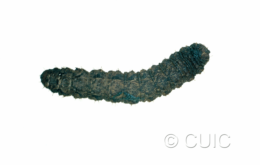 dorsal view of larva Lacinipolia or Tricholita