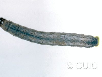 dorsal view of larva Lacinipolia or Tricholita