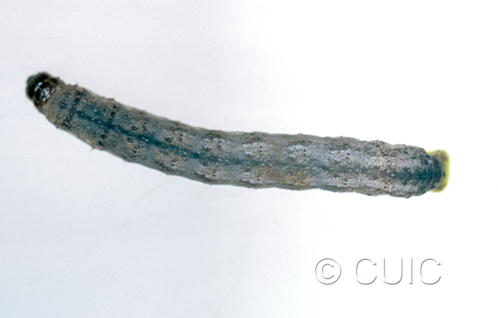 dorsal view of larva Lacinipolia or Tricholita