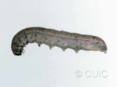lateral view of larva Lacinipolia or Tricholita