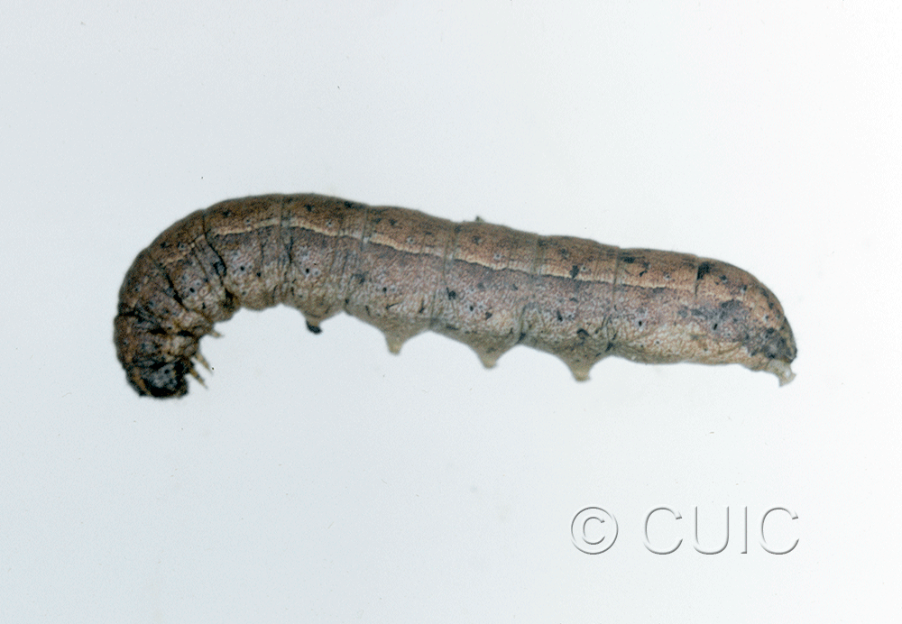 lateral view of larva Lacinipolia or Tricholita