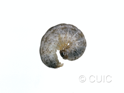 lateral view of larva Lacinipolia or Tricholita