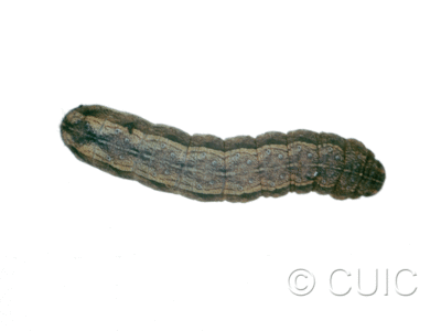 dorsal view of larva Lacinipolia pensilis on Taraxacum in USA: MT