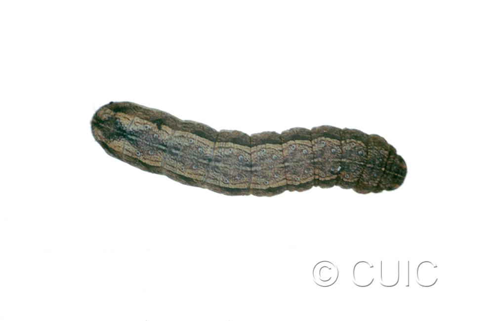 dorsal view of larva Lacinipolia pensilis on Taraxacum in USA: MT