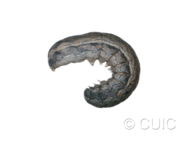 lateral view of larva Lacinipolia pensilis on Taraxacum in USA: MT