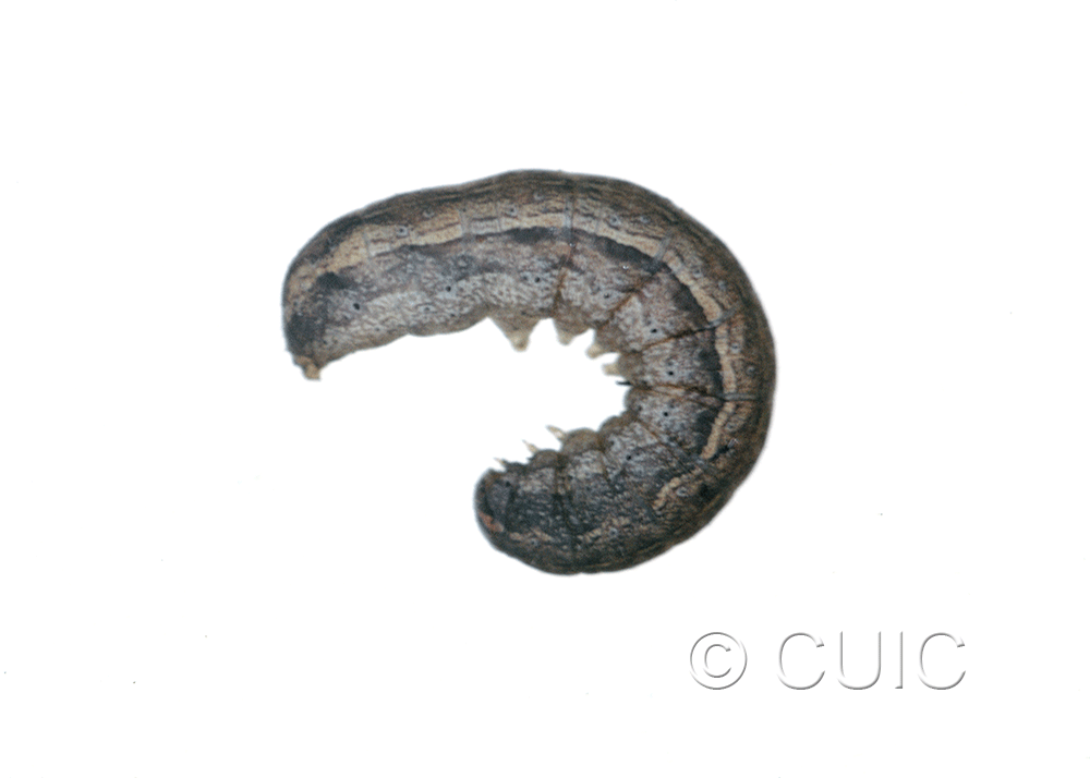 lateral view of larva Lacinipolia pensilis on Taraxacum in USA: MT