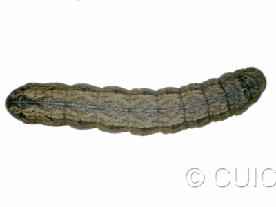 dorsal view of larva Lacinipolia pensilis on Taraxacum in USA: MT