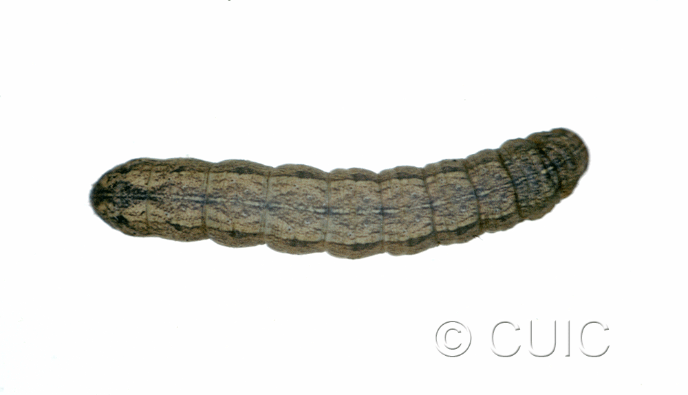dorsal view of larva Lacinipolia pensilis on Taraxacum in USA: MT