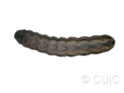 dorsal view of larva Lacinipolia pensilis on Taraxacum in USA: MT