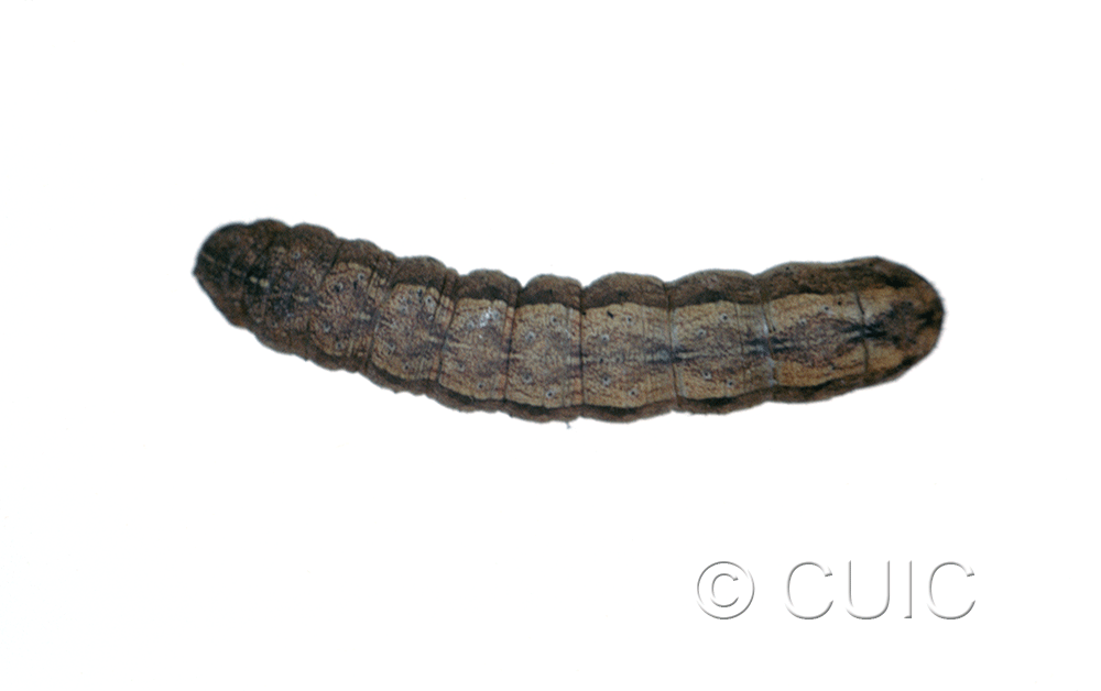 dorsal view of larva Lacinipolia pensilis on Taraxacum in USA: MT