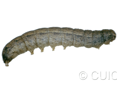 lateral view of larva Lacinipolia pensilis on Taraxacum in USA: MT