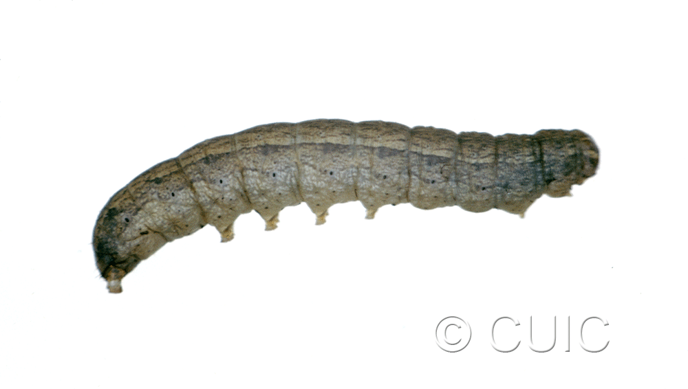 lateral view of larva Lacinipolia pensilis on Taraxacum in USA: MT