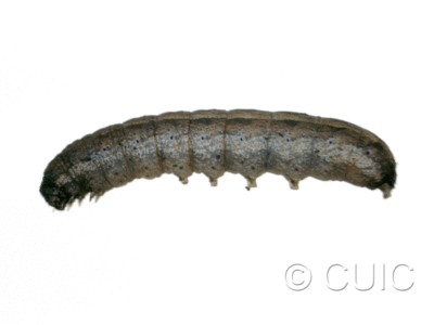 lateral view of larva Lacinipolia pensilis on Taraxacum in USA: MT