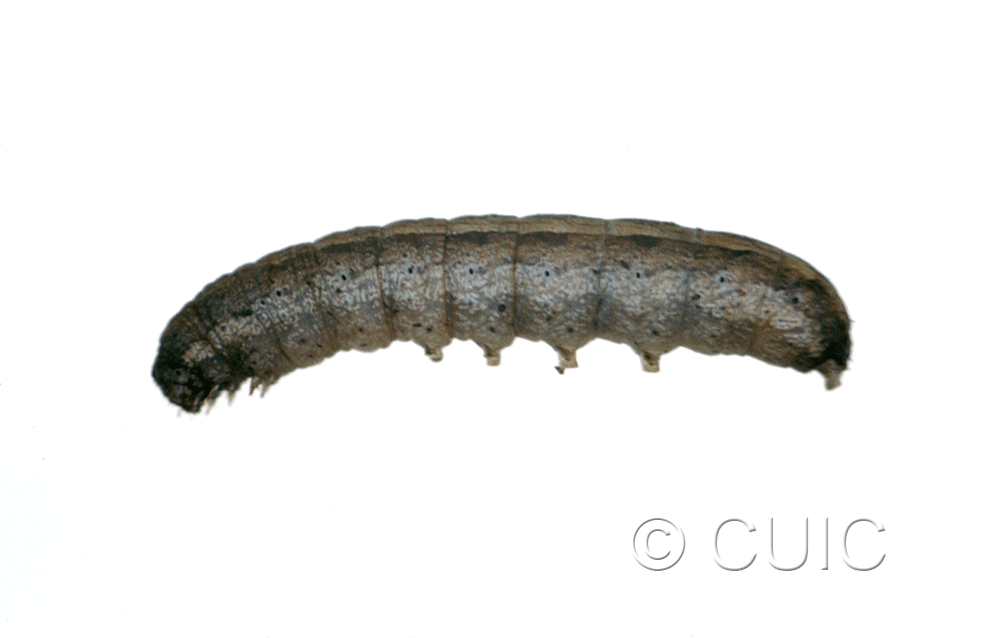 lateral view of larva Lacinipolia pensilis on Taraxacum in USA: MT