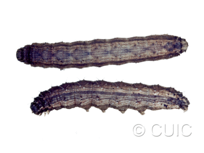dorsal / lateral view of larva Lacinipolia renigera on Taraxacum in USA: NY