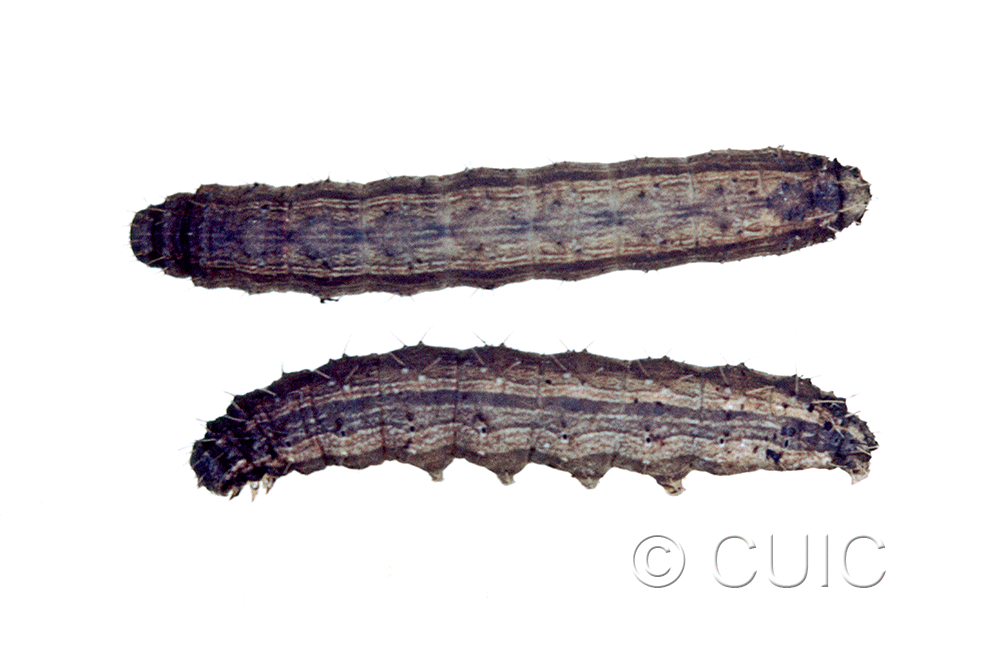 dorsal / lateral view of larva Lacinipolia renigera on Taraxacum in USA: NY