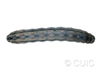 dorsal view of larva Lacinipolia renigera on Taraxacum in USA: MT