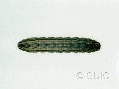 dorsal view of larva Lacinipolia renigera on alfalfa in USA: MN