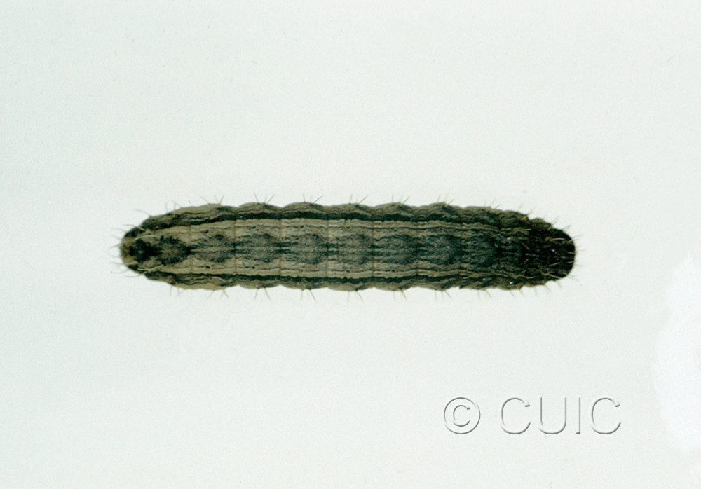dorsal view of larva Lacinipolia renigera on alfalfa in USA: MN