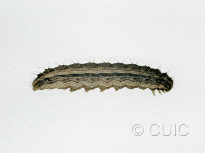 lateral view of larva Lacinipolia renigera on alfalfa in USA: MN