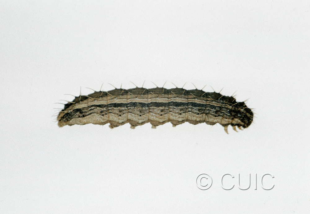lateral view of larva Lacinipolia renigera on alfalfa in USA: MN