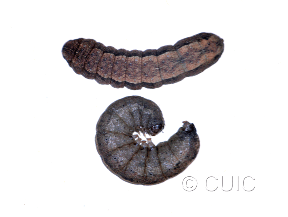 dorsal / lateral view of larva Lacinipolia renigera or vicina