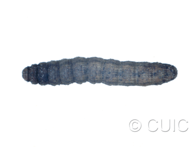 dorsal view of larva Lacinipolia renigera or vicina