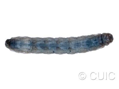 dorsal view of larva Lacinipolia renigera or vicina
