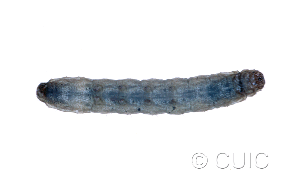 dorsal view of larva Lacinipolia renigera or vicina