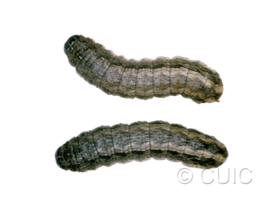 dorsal view of larva Lacinipolia sp.