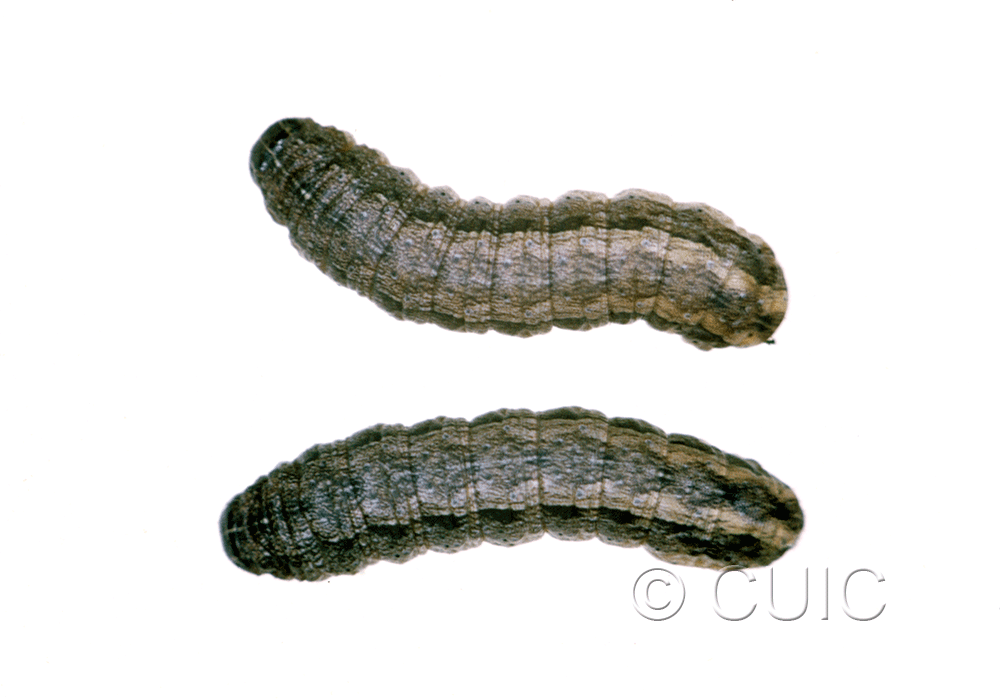 dorsal view of larva Lacinipolia sp.
