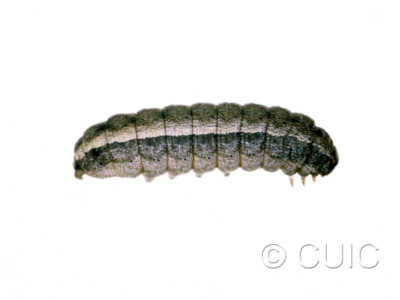 lateral view of larva Lacinipolia sp.