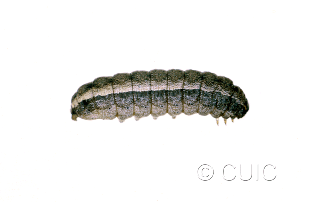 lateral view of larva Lacinipolia sp.