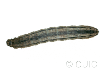 dorsal view of larva Lacinipolia stricta on Taraxacum in USA: MT