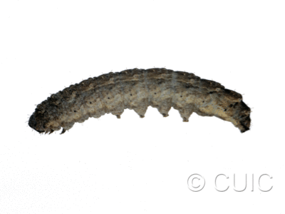 lateral view of larva Lacinipolia strigicollis on Taraxacum in USA: MT